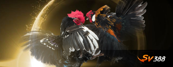 SV388 Cockfight